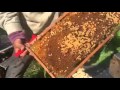 Creación de núcleo de abejas - Creating core bees