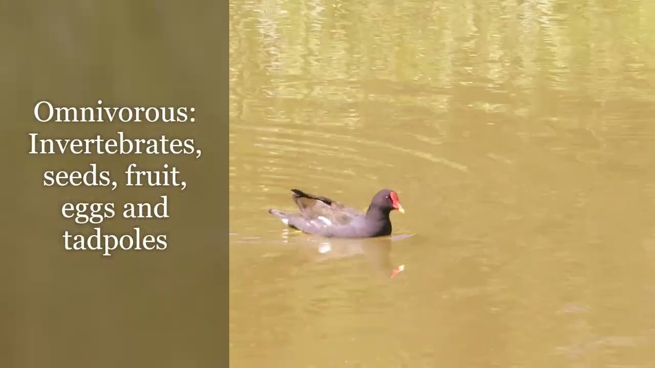Common moorhen with call