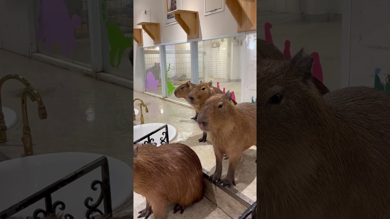 臨場感あふれるカピバラたち - YouTube