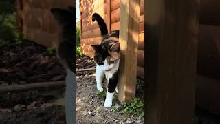 Hi there #beautiful #cat #cute #cats #kitten #cutecat #kitty #pets #funnycats