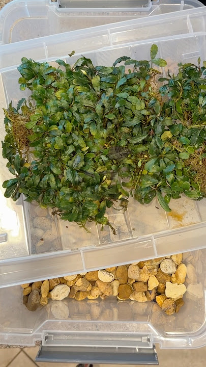 Picking Up My Latest Import Of Bucephalandra! #buce #bucephalandra #bucep #epiphyte