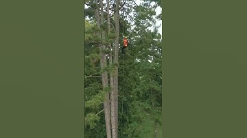 Drone vs fastest ascent climber: Anders Vinther 🇩🇰 #ascent #treeclimber #arborist #treeclimbing