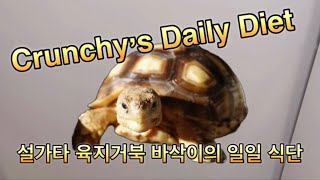 밴쿠버 사는 설가타 육지거북 바삭이의 일일 식단 | Cruncy the Sulcata Tortoise’s Daily Diet