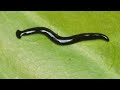 Hammerhead flatworms: mitochondrial genomes and description of two new species