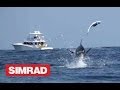 AMAZING BLUE MARLIN FOOTAGE - A MUST SEE !!!