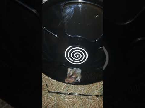 Chomik syryjski FiFi + kołowrotek Trixie Chomik syryjski FiFi + kołowrotek Trixie