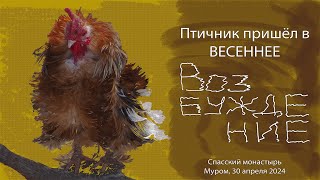 Птичник пришёл в ВЕСЕННЕЕ ВОЗБУЖДЕНИЕ, Спасский монастырь, SPRING EXCITATION in the poultry house