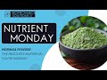 Nutrient Monday: Moringa Powder | The Recovery Superfuel You're Missing?