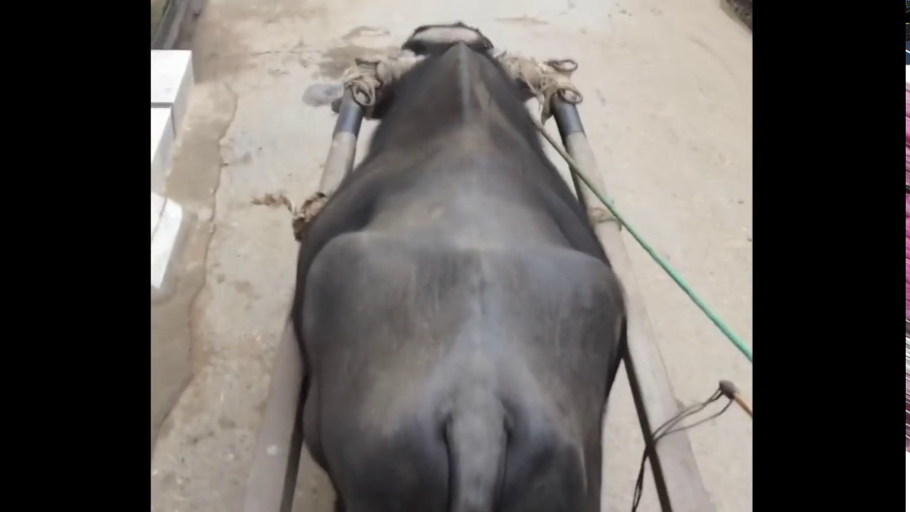 Male buffalo cart ride