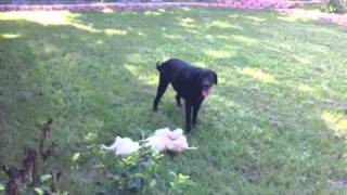 Henry the goldendoodle and Tyson the black lab
