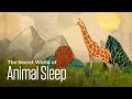 Predators, Prey, and Sleep Patterns