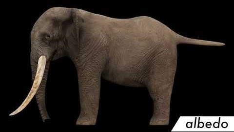 Elephant sculpting and texturing with blender
