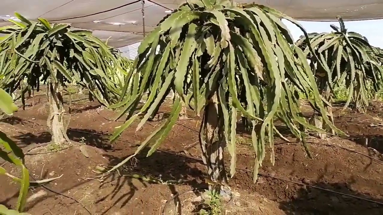 تطعيم الدراجون فروت والربح منه