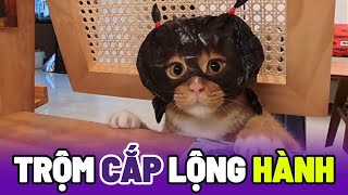 Bắt quả tang tên Mèo Cam bịt kín mặt chuyên đi trộm Pate 😂