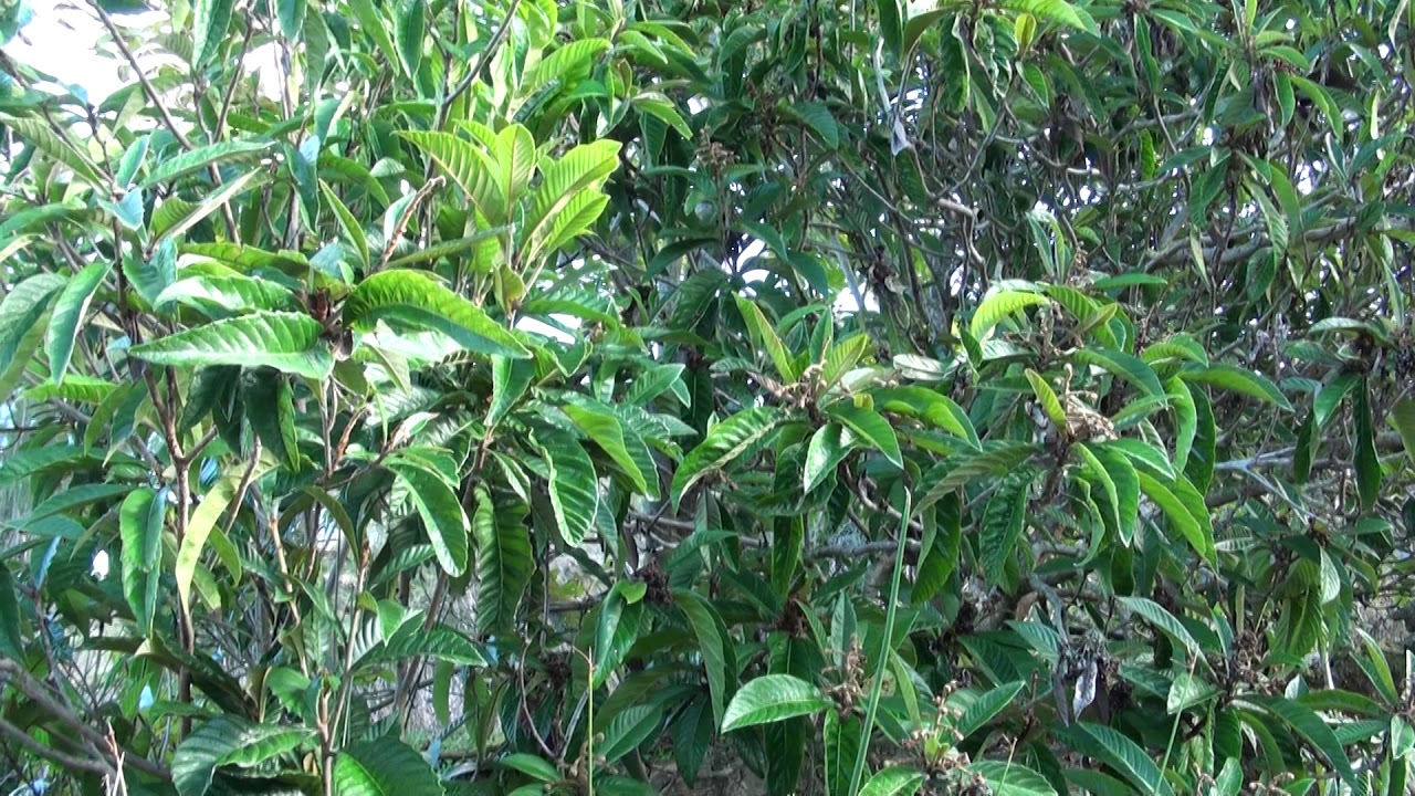 nispereros sembrado por mi // Canal de Ibiza gevibz - YouTube