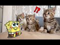 Funny Moments Of Cute Animals - Best Funniest Animal Video | Woa Doodland Funny Pets