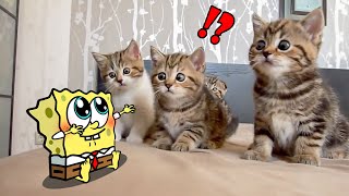 Funny Moments Of Cute Animals - Best Funniest Animal Video | Woa Doodland Funny Pets