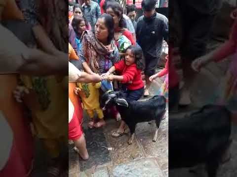 Girl trying to save goat from sacrifice  during dashain