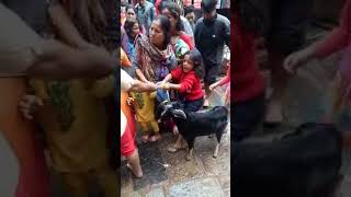 Girl Trying To Save Goat From Sacrifice During Dashain Girl Trying To Save Goat From Sacrifice During Dashain