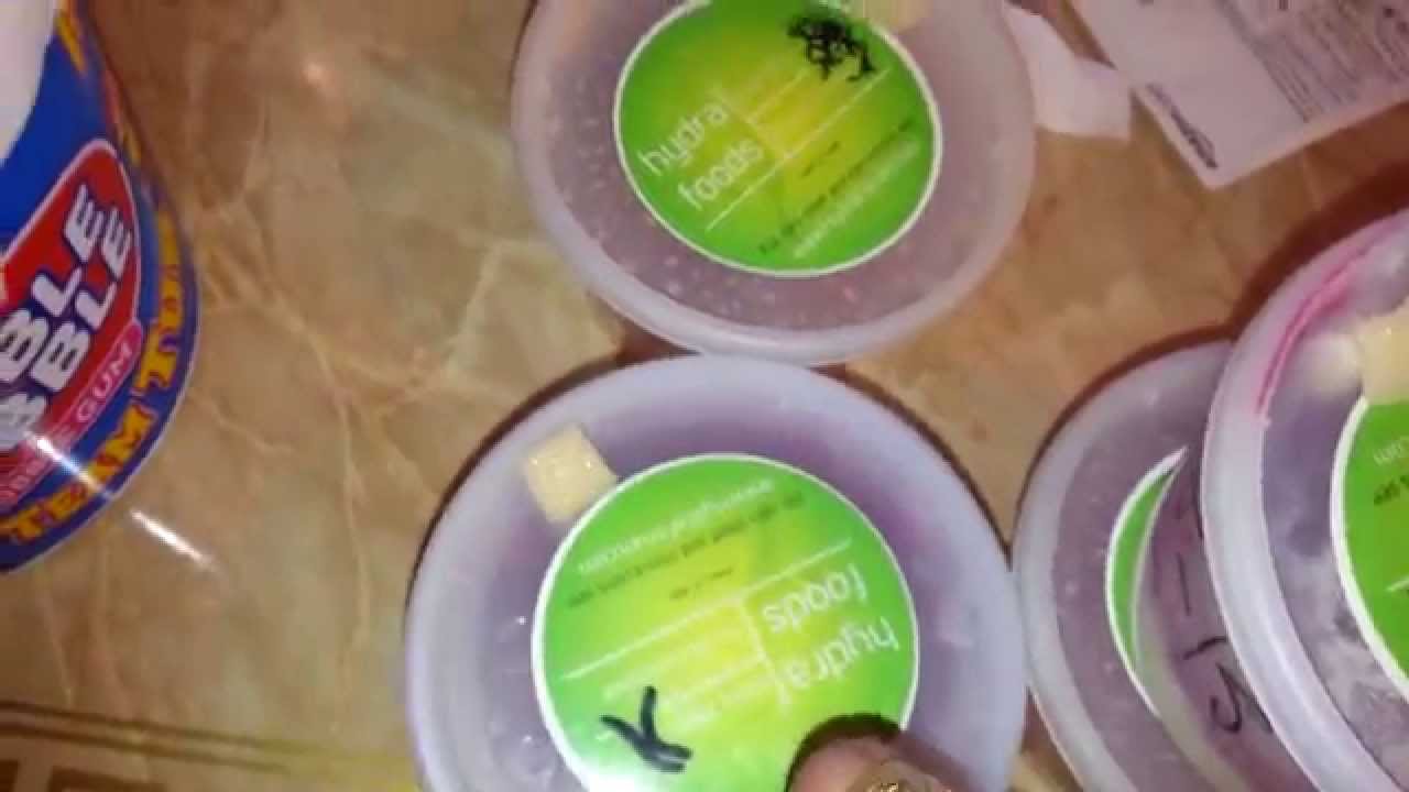 museums in london Update on Hydra live foods culture setup
