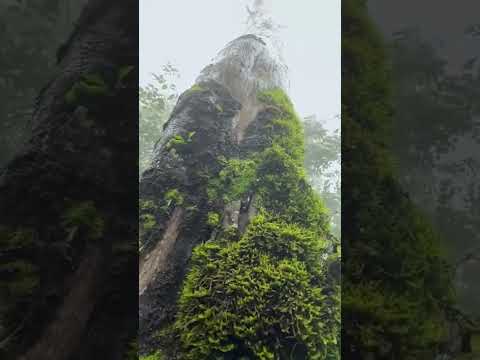 طبيعة مناظر جمال غابات
