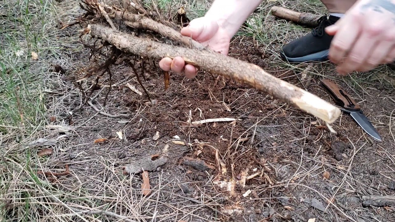 Extract Drinking Water from a Tree Root