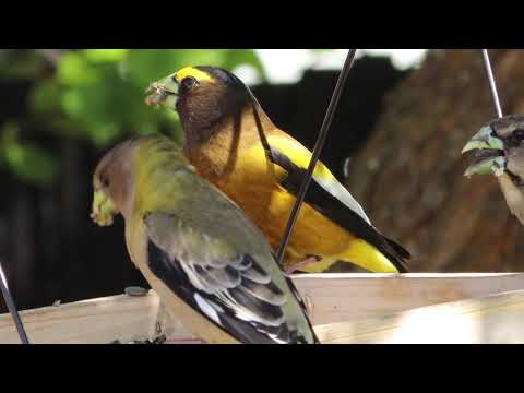 Evening Grosbeak