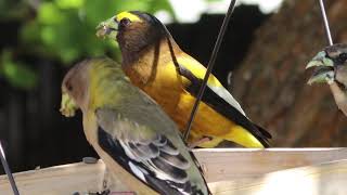 Evening Grosbeak