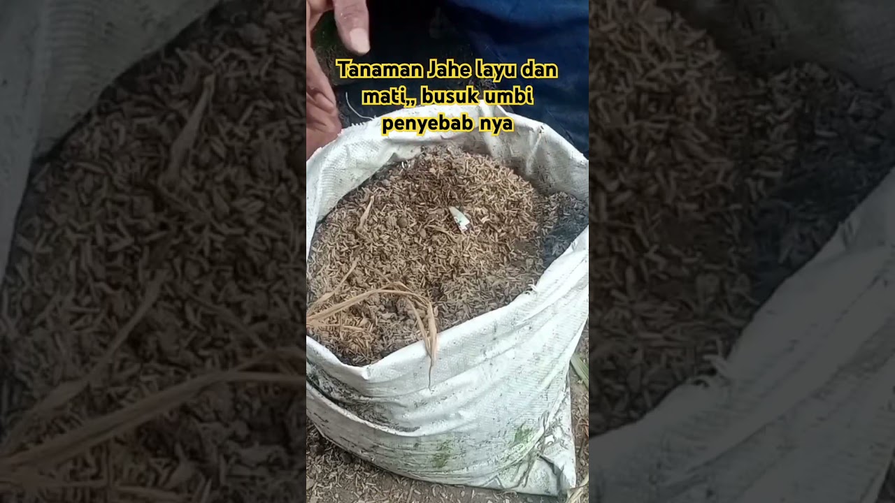 Tanaman Jahe menguning dan mati! Ini Penyebabnya