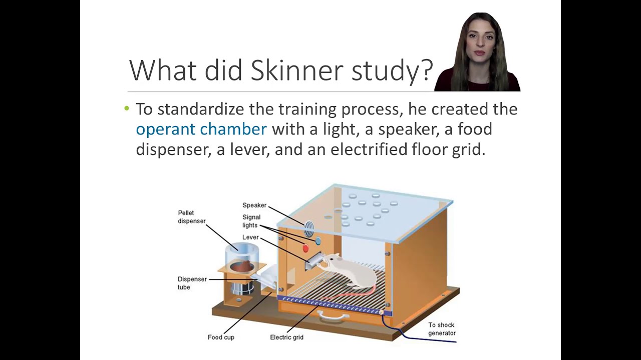 History of Psychology - Lecture 11 - Part 4 - B. F. Skinner