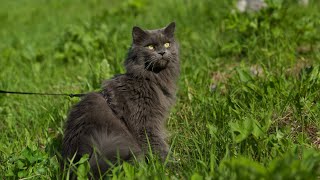 Apollo Und Miau Apollo Lässt Sich Von Seiner Schwester Anfassen? Resimi