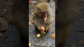 القرد بيعرف يقشر برتقال 🤣😂👏👏