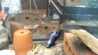 Copadochromis Trewavasae Mloto Lupingu