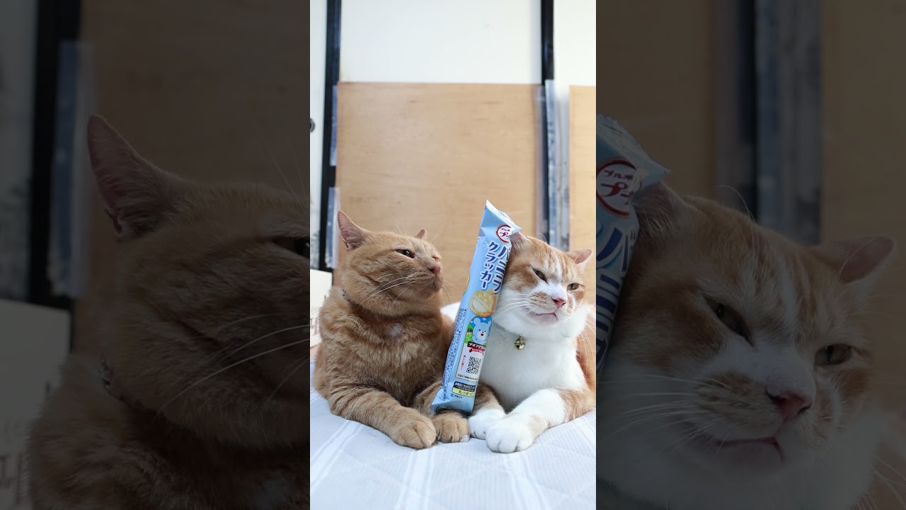 プチバニラクラッカー 251110 #のせ猫 #cat #cute #ねこ #ネコ #猫の