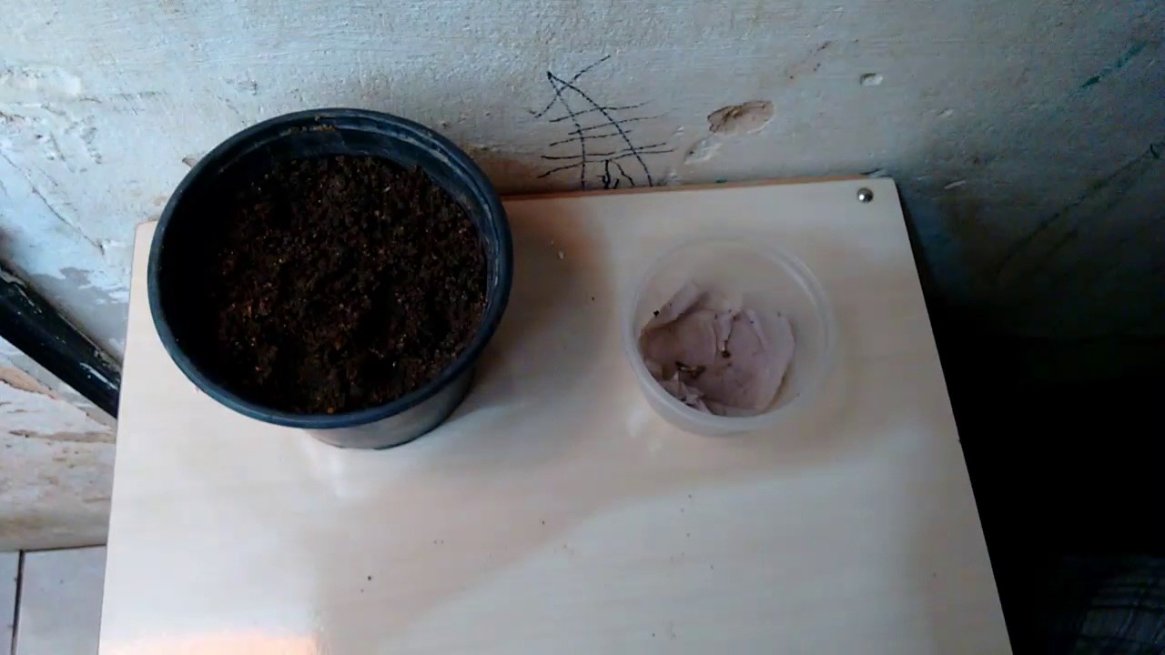 Como Plantar Maconha (Cannabis) em casa.part 2