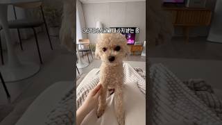 말 기가막히게 알아듣고 포기가 빠른 편 #크림푸들