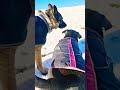 Snow fun staffie German Shepherd