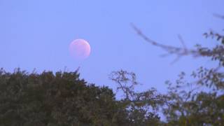 Lunar Eclipse October 8, 2014