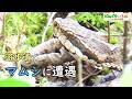 マムシに遭遇【ヘビ/毒蛇】岐阜県内の遊歩道