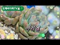 25.10.08 국민다육이#아리엘 #썸네일#유미유미 tv#다육이사랑