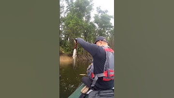 Chuối hoa táp mồi như thế nào ? #cauca #fishing #lure