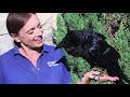 The Celebrity Ravens of Utah