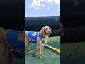 Cute Pups Take Over Air Bud Screening