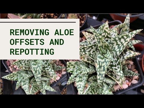 How To Remove Aloe Offsets And Repotting | Repot An Aloe Snowstorm