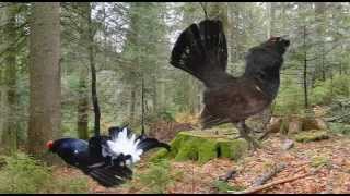 The Last Mating Call Of The Capercaillie In Russia