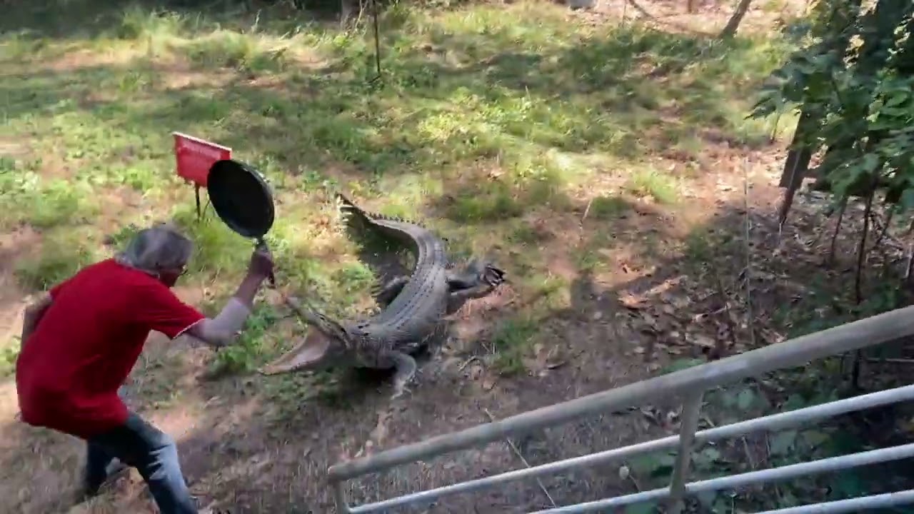 Download Australian Lodge Owner Smacks Charging Crocodile with Frying Pan