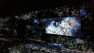 Flutter of Butterflies Beyond Borders + Flowers and People, Cannot be Controlled but Live Together