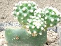 Grafting tubercles on Opuntia stock