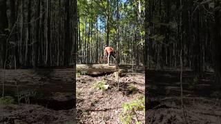 Walking the Log with Husqvarna 372 XP Scoring & Topping a Large Soft Maple | Forksville PA