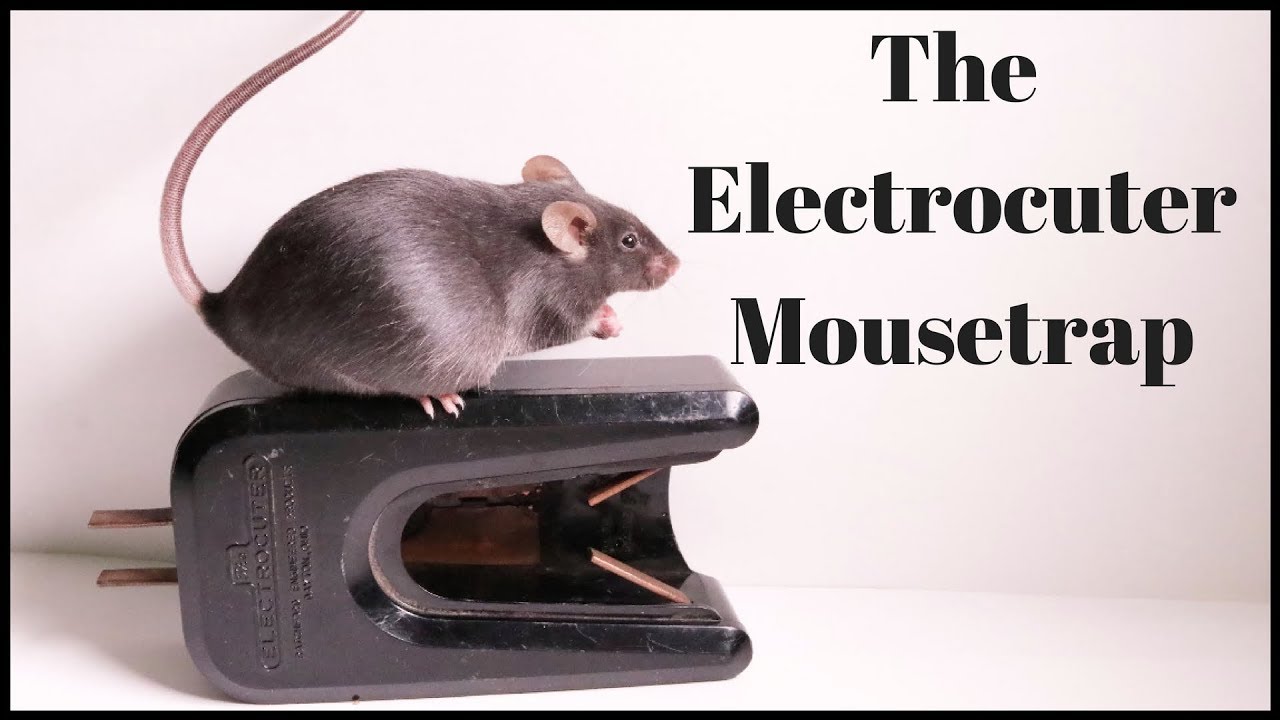 The Zapper Max Rat/Mouse Trap - A Waterproof Electric Rat Trap That Works.  Mousetrap Monday 